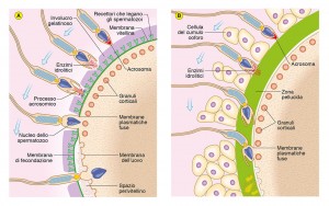 10 Edises Biologia Fecondazione 2